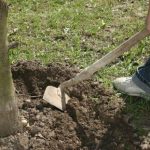  Lockerung des Bodens unter einem Baum