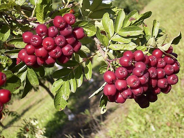  Les fruits de la grenade rowan