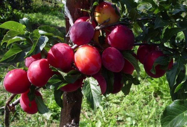  Prune de la variété rouge Ural: description des arbres, plantation et entretien, lutte contre les maladies et les ravageurs