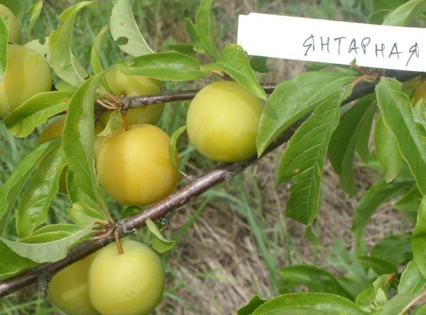  Variété de prune ambrée