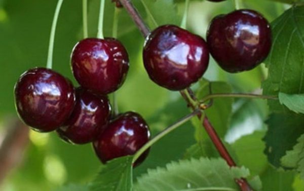  Variété de cerises Rechitsa