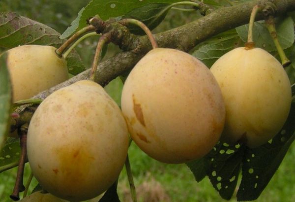  Variété prune maison Ochakovskaya jaune