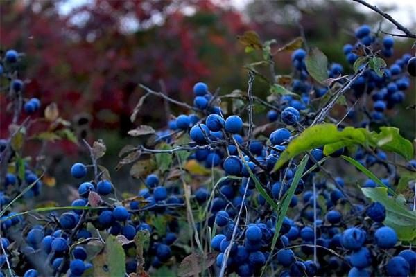  Prune sauvage ou prunellier