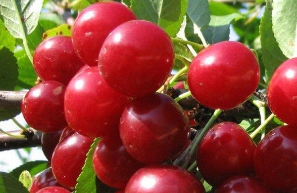  Cherry Variety Treffen