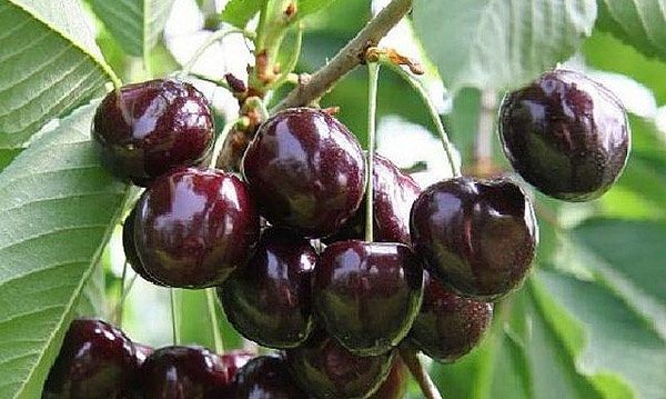  Reife Beeren von Süßkirschen Iput