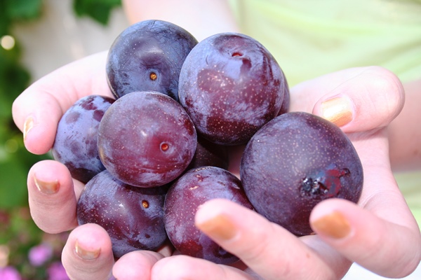  Prune soulage la constipation, gonflement, a un effet antipyrétique, éclaircit le sang