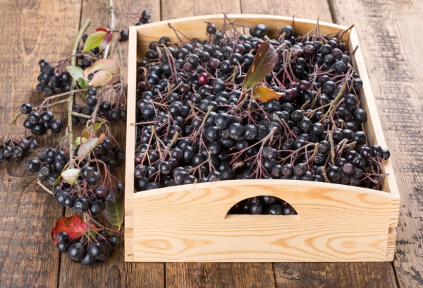  Zum Kochen von Marmelade und Kompott muss die Beere ab Ende September gegen Mitte Oktober geerntet werden.