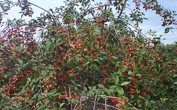  Vaporiser une variété de jeunes cerises autofertile