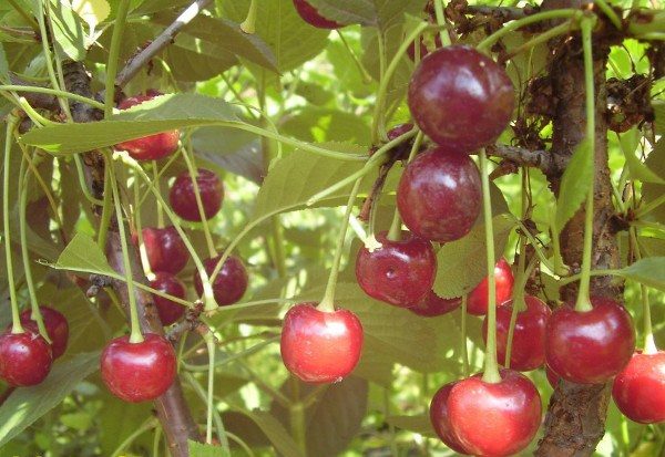  Cherry Youth est résistant aux maladies fongiques