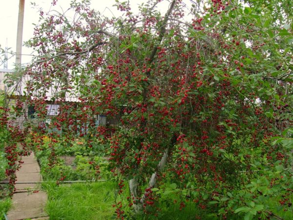  Cerise aux fruits dans leur chalet d'été