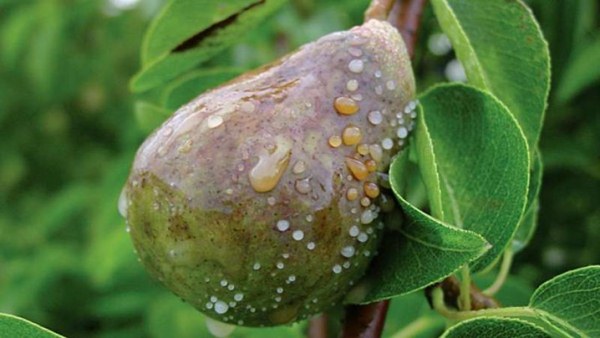  Maladie de poire