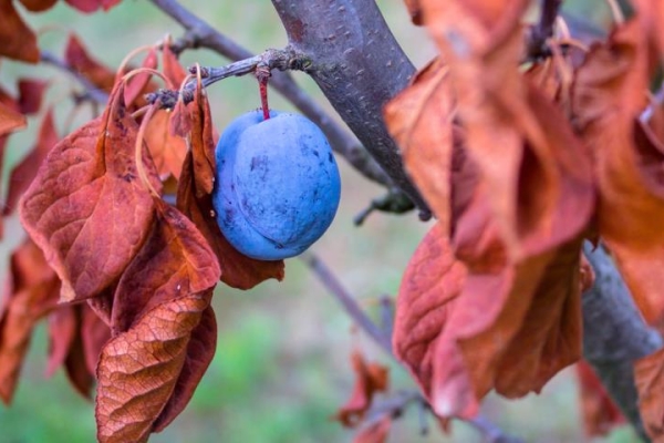  Richtige Pflege der Pflaume im Herbst: notwendige Maßnahmen