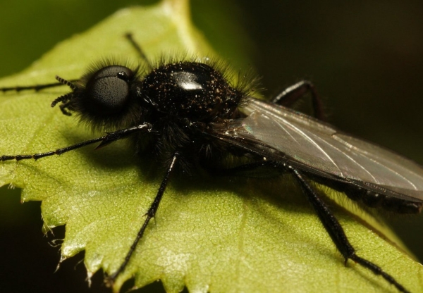  Les principaux ravageurs de la prune sont la mouche à scie, le silvertail et le papillon