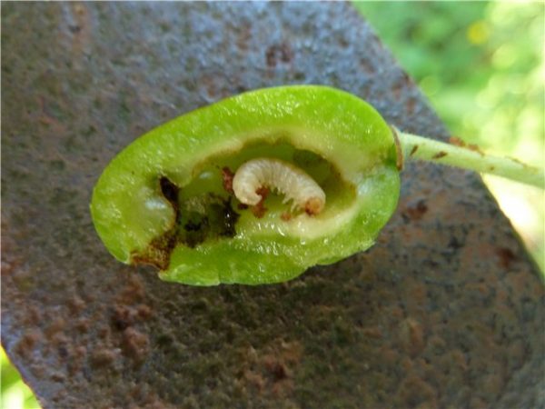  Fruit atteint de mouches à scie