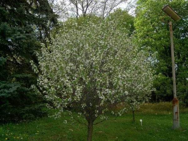  Baum Steppenkirsche