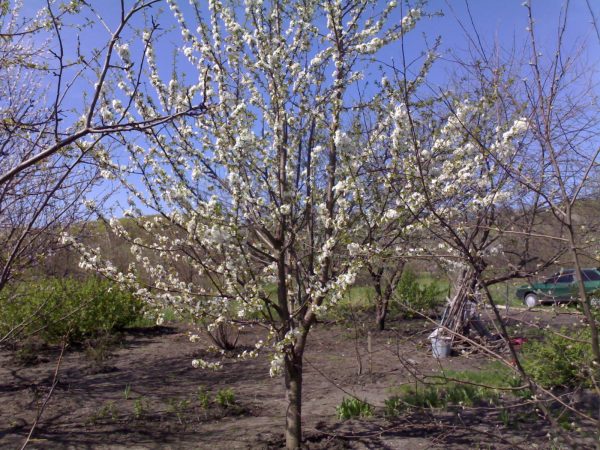  Variétés de fleurs de cerisier Iput