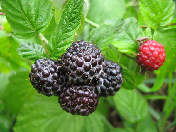  Schwarze Himbeere auf einem Busch