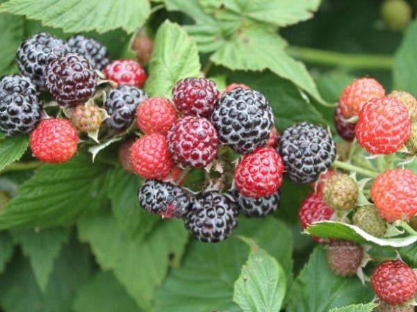  Cumberland Framboise Variété