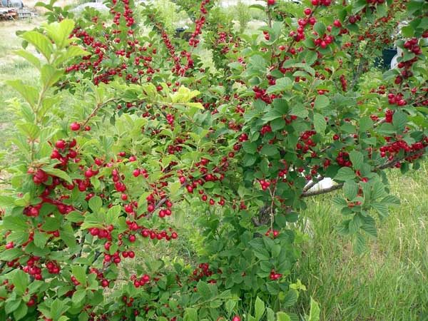  Récolte de cerises prête à l'emploi