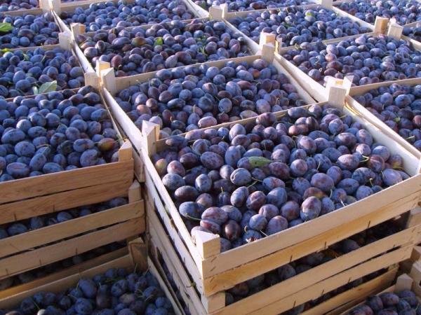  Le meilleur récipient pour stocker les prunes est constitué de boîtes en bois ou de barquettes en plastique tapissées de papier.