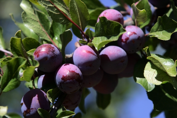  Um die Ernte von Pflaumen länger zu erhalten, müssen Sie die Regeln der Ernte einhalten.