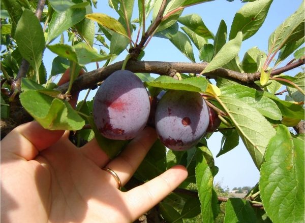  Quand et comment récolter les prunes: nous sommes déterminés avec les termes, nous suivons la technologie