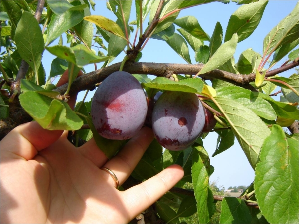  Quand et comment récolter les prunes: nous sommes déterminés avec les termes, nous suivons la technologie