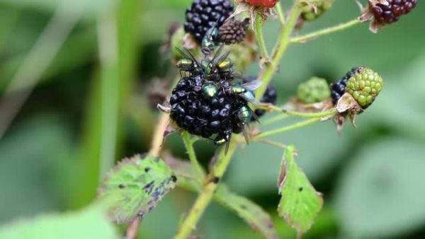  Fliegen auf Brombeere