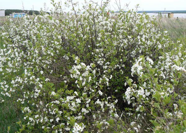  Steppenkirschblüten