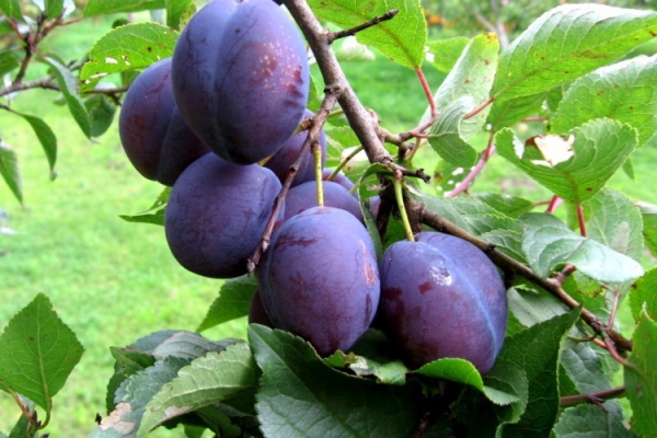  Pourquoi la prune ne porte-t-elle pas du fruit et que faire?