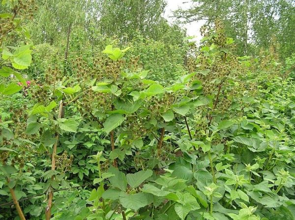  Büsche ich Brombeeren Agaveam