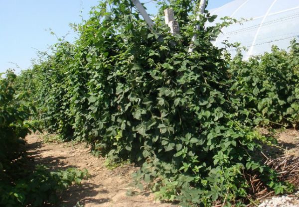  Strauch Brombeersträucher Ruben in der Baumschule