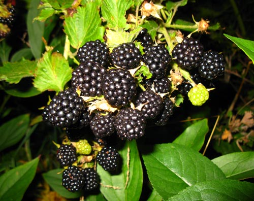  Tragender BlackBerry