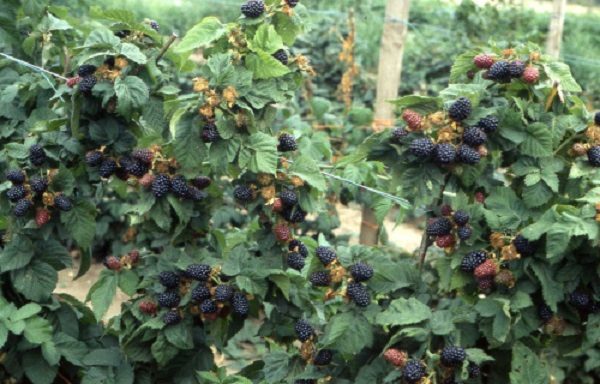  Reife Brombeeren Tornfrey bereit zu ernten