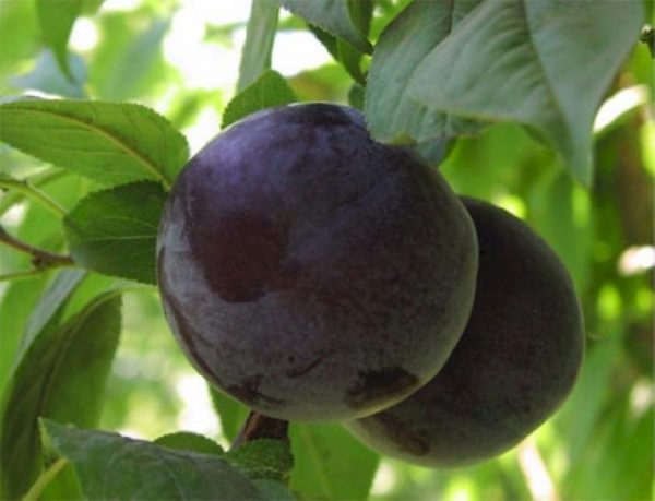  Fruits de prune bleue prêts à être récoltés