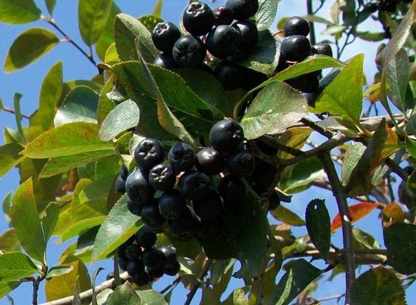  Sélection des plants, plantation et entretien des myrtilles