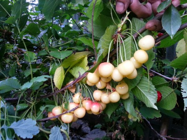  Baies vertes de cerise douce Fatezh sur un buisson