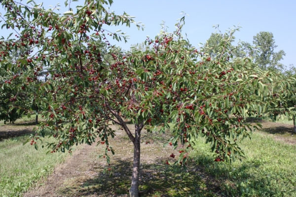  Planter des cerises en automne, prendre soin des arbres, recommandations utiles