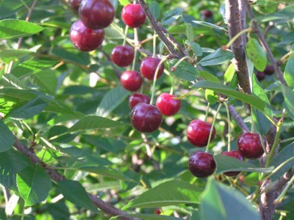  Cerise variété robin