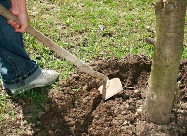  Die junge Sakura braucht für den Winter zusätzliche Fütterung, seltenes Gießen, Beschneiden und Schutz