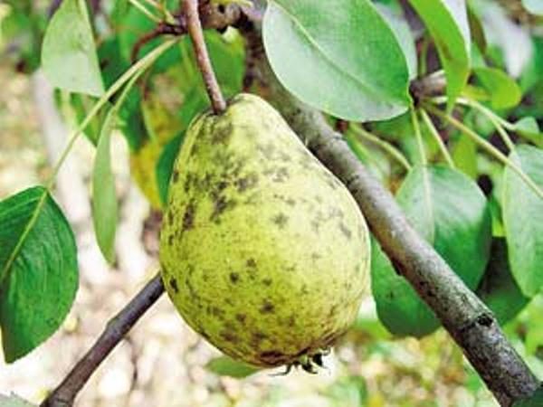  Champignon noir sur les feuilles et les fruits de poire