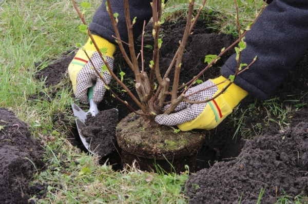  Überprüfen Sie vor dem Pflanzen die Wurzeln. Fülle den Sämling mit Erde, so dass der Wurzelkragen 3–5 cm über der Bodenoberfläche bleibt