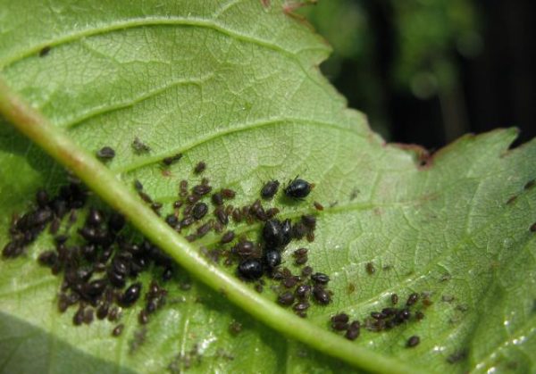  Pucerons sur une feuille d'arbre fruitier