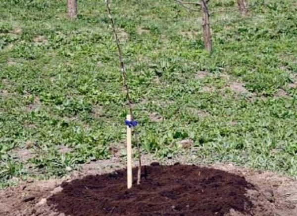  Nach dem Einpflanzen von Kirschbaum-Mulch