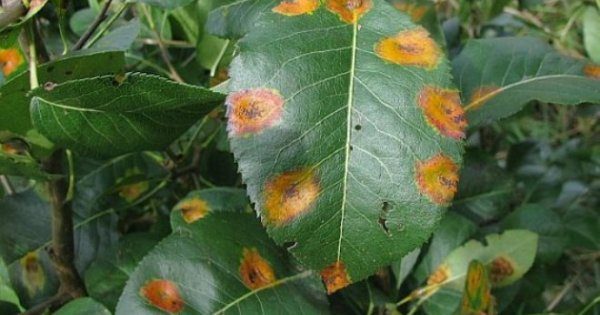  Kirschblätter sind mit Rost befleckt