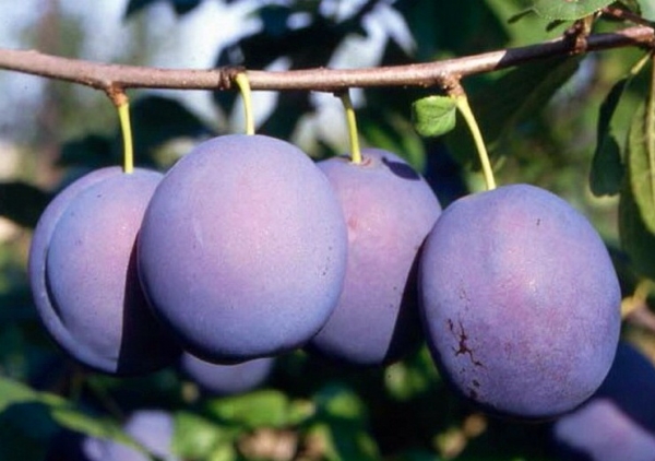  Zum Trocknen auf Backpflaumen eignen sich die Sorten Blue Bird, Renklod Karbysheva, Raisin-Eric