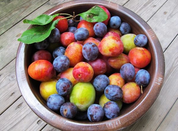  Les principales différences entre les prunes et les prunes cerises, leur composition chimique, leurs avantages et leurs inconvénients pour l'organisme