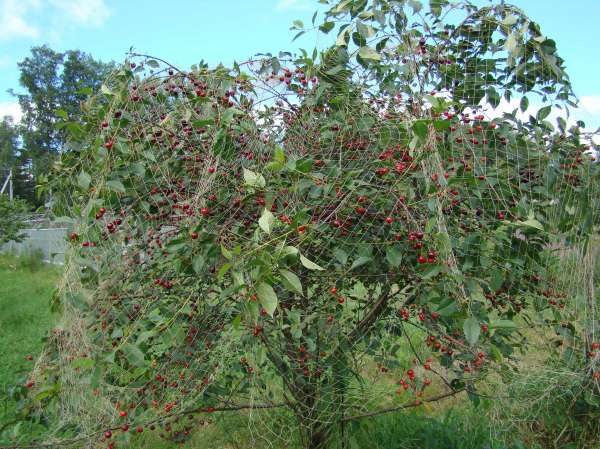  Vielzahl Cherry Lyubskaya