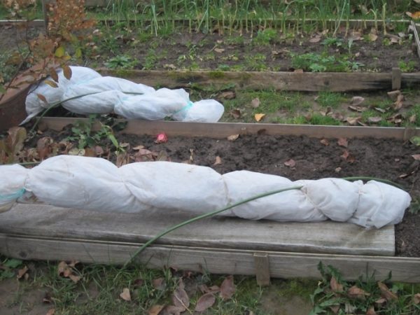  Brombeersträucher für den Winter vorbereiten