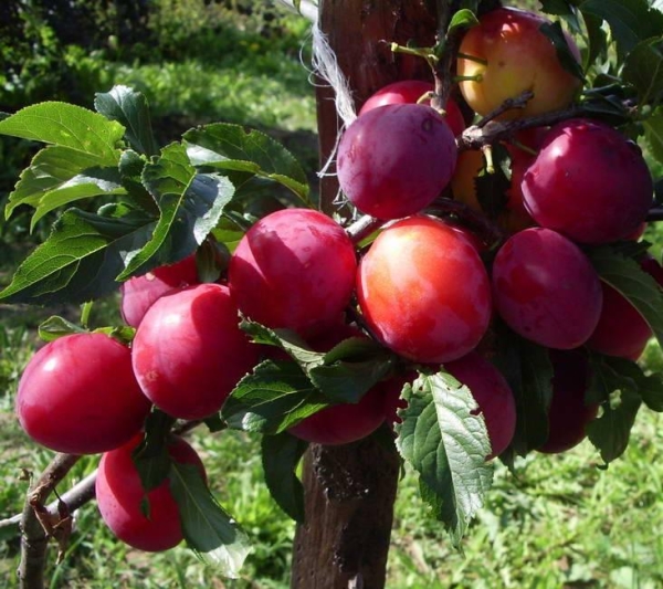  Sorte Pflaume Juli Früchte am dritten Jahr nach dem Pflanzen, die Früchte sind groß, sehr süß